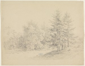 Bosgezicht met dennenbomen