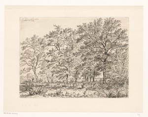 Bosgezicht met een wandelaar