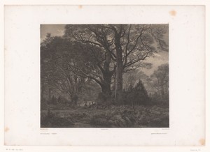 Bosgezicht met herten