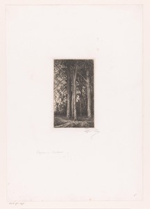 Bosgezicht met hoge bomen
