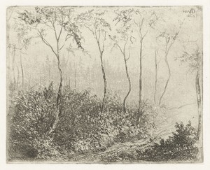 Boslandschap