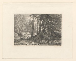 Boslandschap met dennenbomen langs een rivier