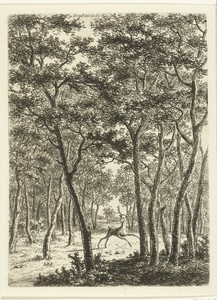 Boslandschap met hert