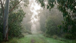 Botanic Gardens Mist