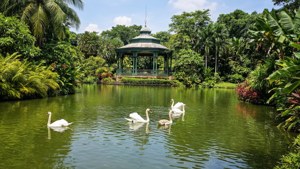 Botanic Gardens Swan Lake