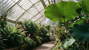 Botanical Garden Oasis