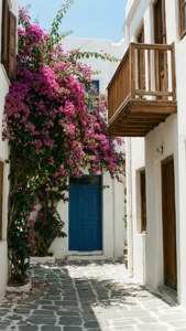Bougainvillea Alley