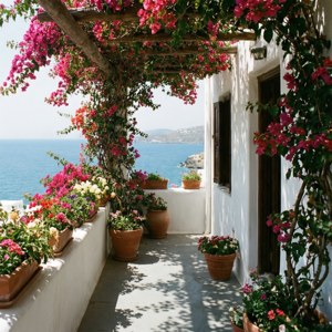 Bougainvillea Balcony