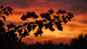 Bougainvillea Silhouette Sunset