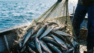 Bountiful Catch