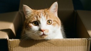 Box Explorer Cymric
