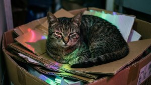 Box Slumber