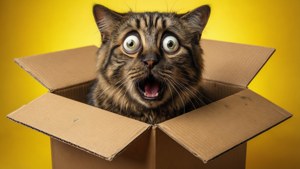 Box Surprise