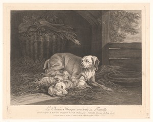 Bracke-hond met jongen in een stal