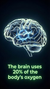Brain Power Fact