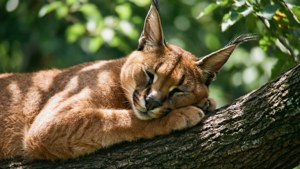 Branch Napping