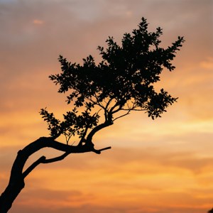 Branch Sunset Silhouette