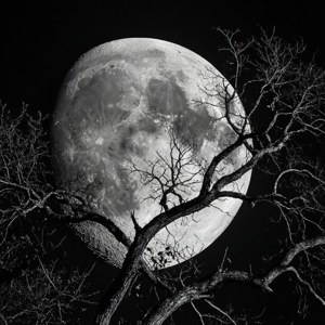 Branches and Moon