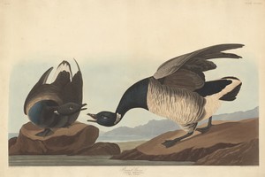 Brant Goose