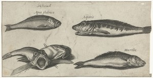 Brasem, makreel, twee ponen en een snotolf