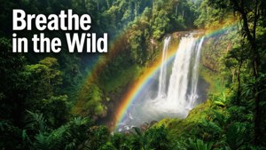 Breathe in the Wild