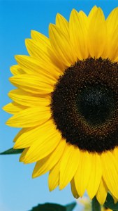Bright Sunflower