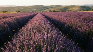 Brihuega Lavender Fields