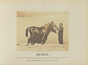 Briséis