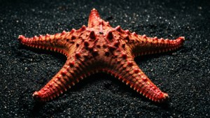 Brittle Star on Black Sand