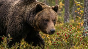 Brown Bear in Finnish Forest