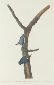 Brown-Headed Nuthatch