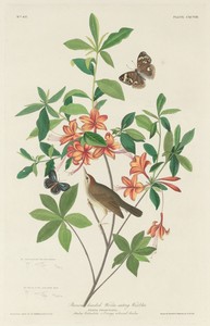 Brown-headed Worm-eating Warbler