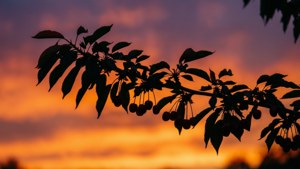 Brush Cherry Sunset Silhouette