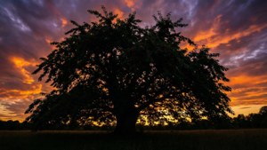 Brush Cherry Sunset Silhouette