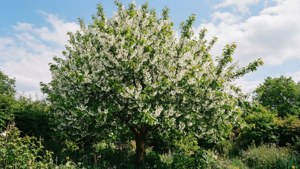 Brush Cherry Tree in Bloom