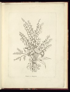 Bruyeres et Marguerites