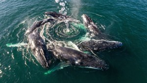 Bubble Net Feast