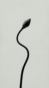 Bud Minimalist