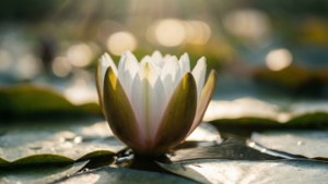 Budding Lily