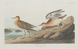 Buff-breasted Sandpiper