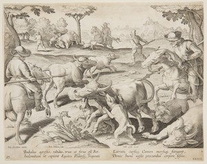 Buffalo Hunt, plate 27 in the Venationes Ferarum, Avium, Piscium series