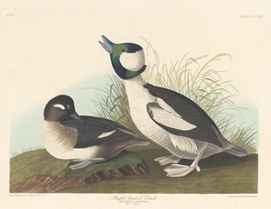 Buffel-headed Duck