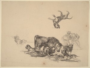Bull Attacked by Dogs
