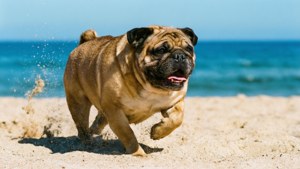 Bulldog Beach Sprint