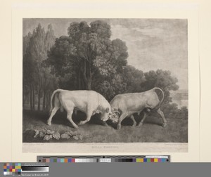 Bulls Fighting