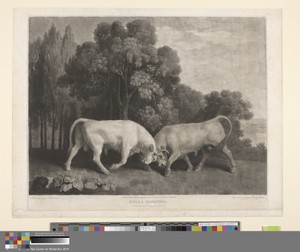 Bulls Fighting