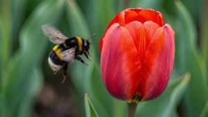 Bumblebee Approaching Tulip