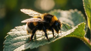 Bumblebee on Green Leaf