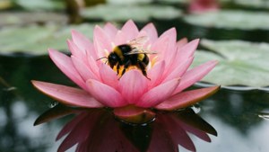 Bumblebee on Lotus