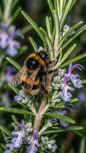 Bumblebee on Rosemary